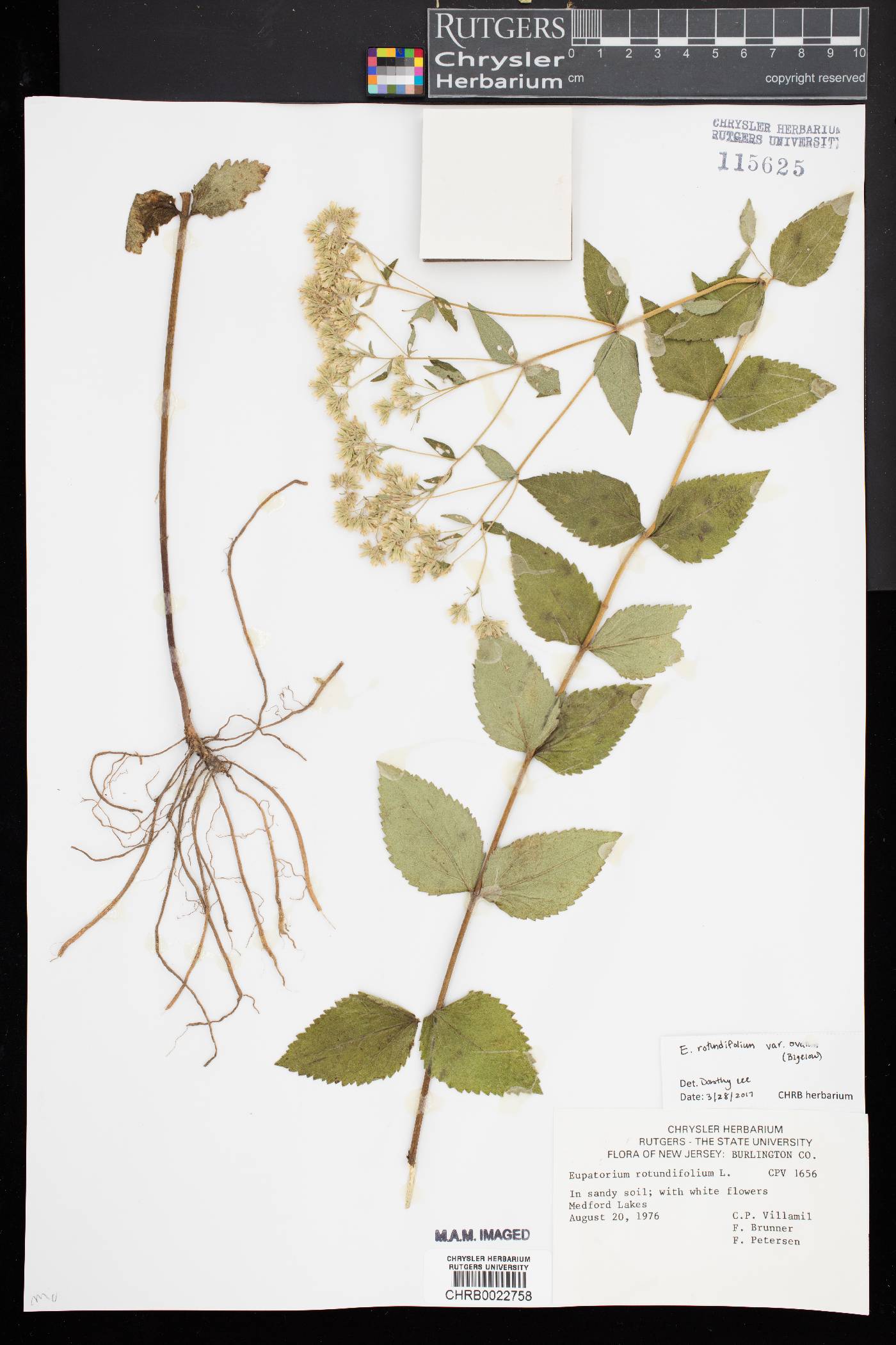 Eupatorium rotundifolium var. ovatum image