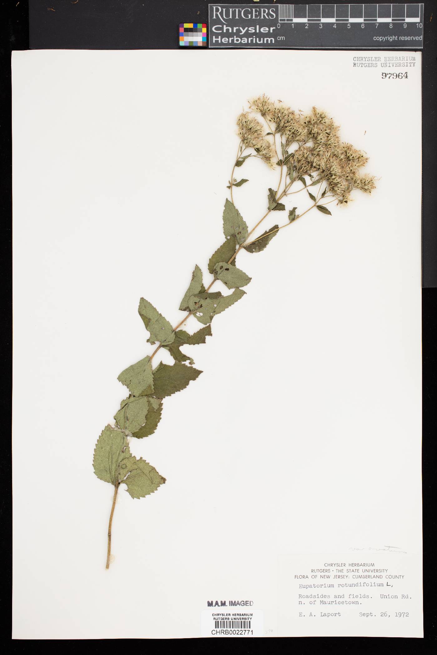 Eupatorium rotundifolium var. ovatum image