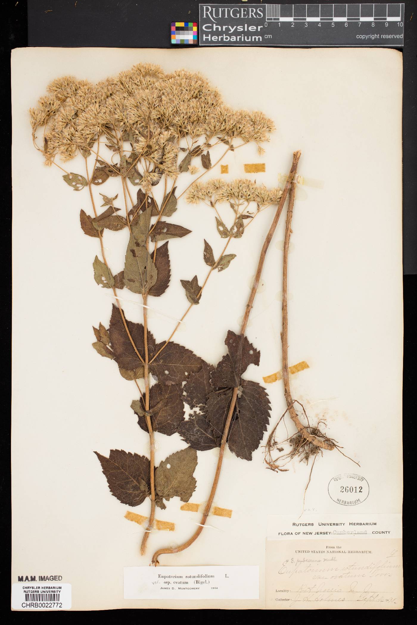 Eupatorium rotundifolium var. ovatum image