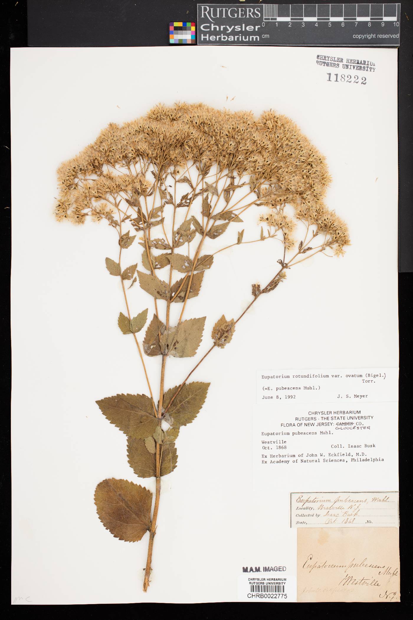 Eupatorium rotundifolium var. ovatum image