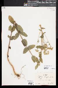 Eupatorium pilosum image