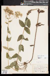 Eupatorium pilosum image