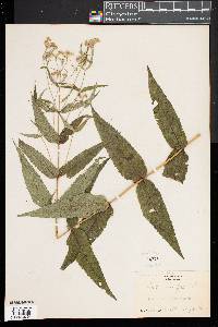 Eupatorium sessilifolium image