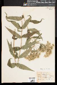 Eupatorium sessilifolium image