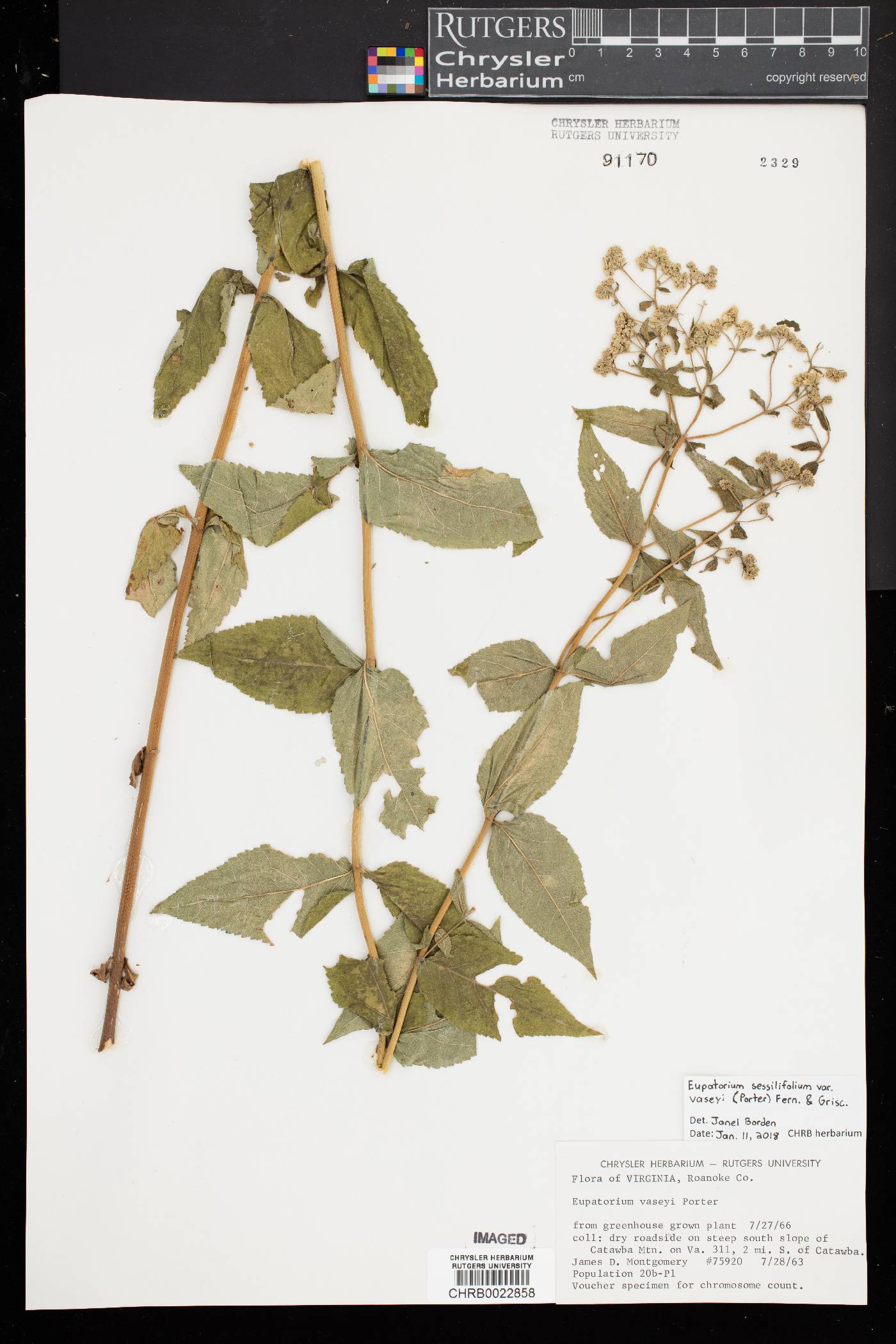 Eupatorium sessilifolium var. vaseyi image