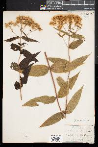 Eupatorium sessilifolium image