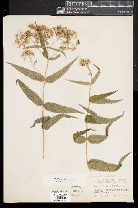 Eupatorium sessilifolium image