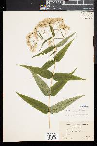 Eupatorium sessilifolium image