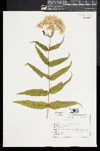 Eupatorium sessilifolium image