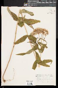 Eupatorium sessilifolium image