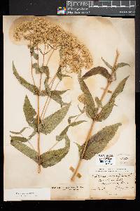 Eupatorium sessilifolium image