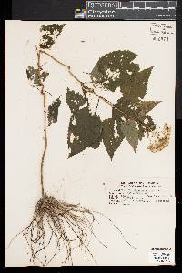 Eupatorium urticaefolium image