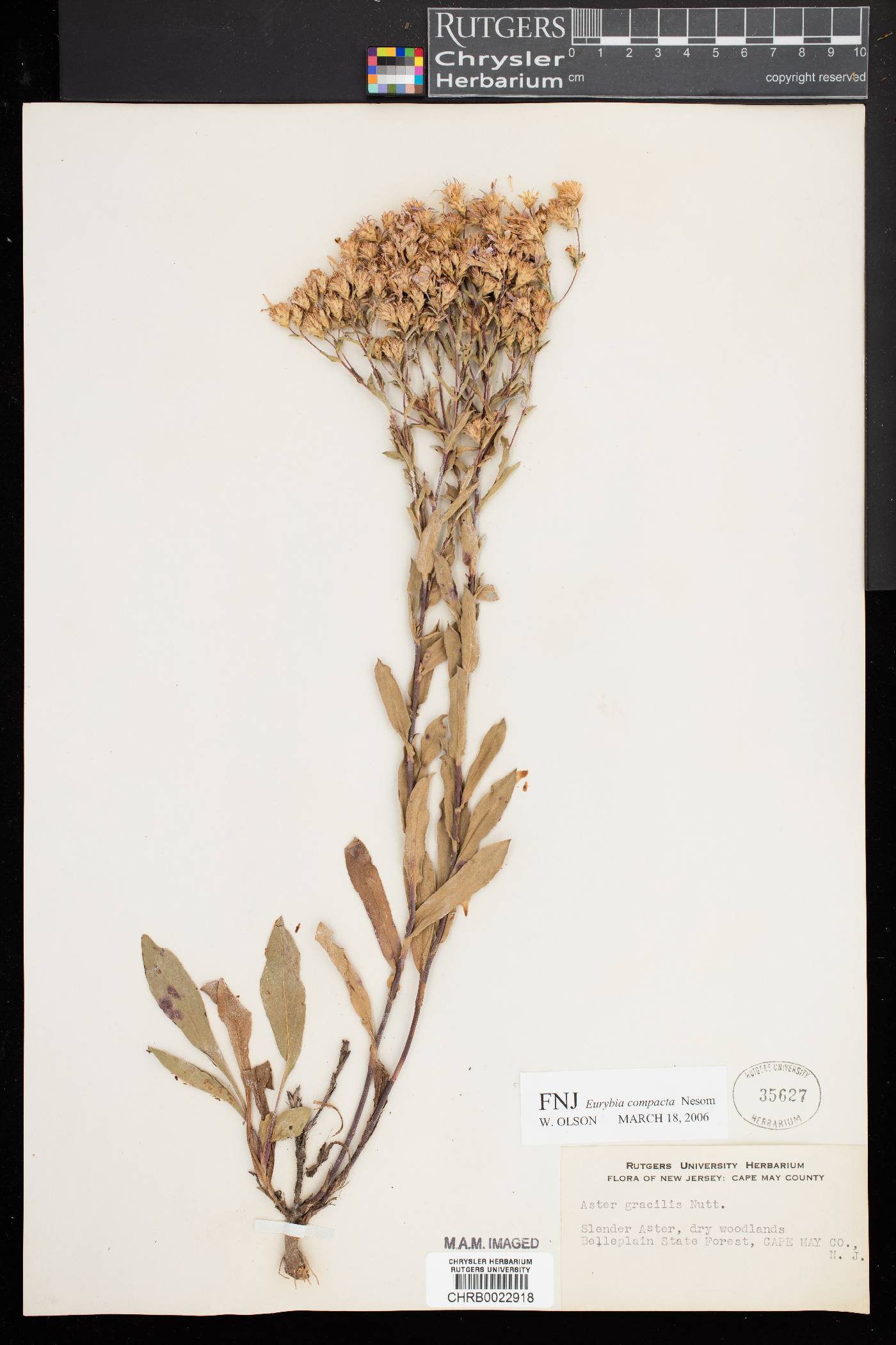 Eurybia compacta image