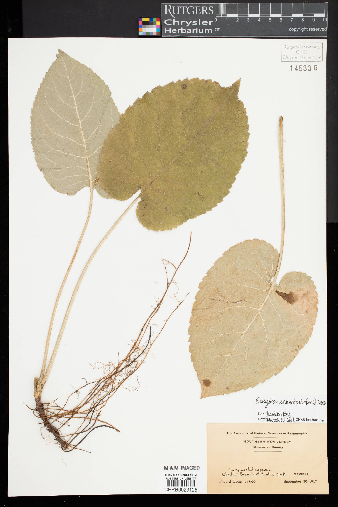 Eurybia schreberi image