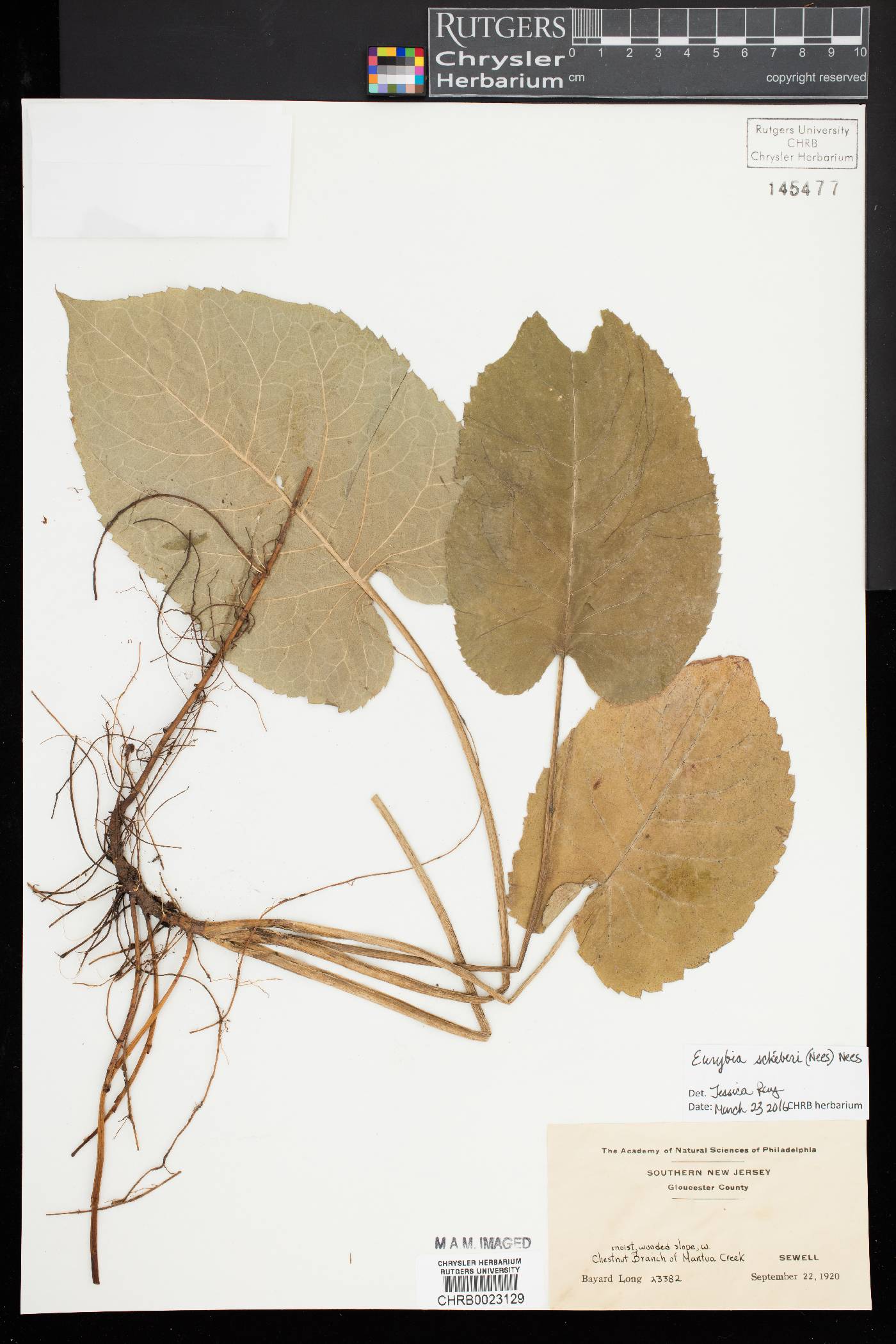 Eurybia schreberi image