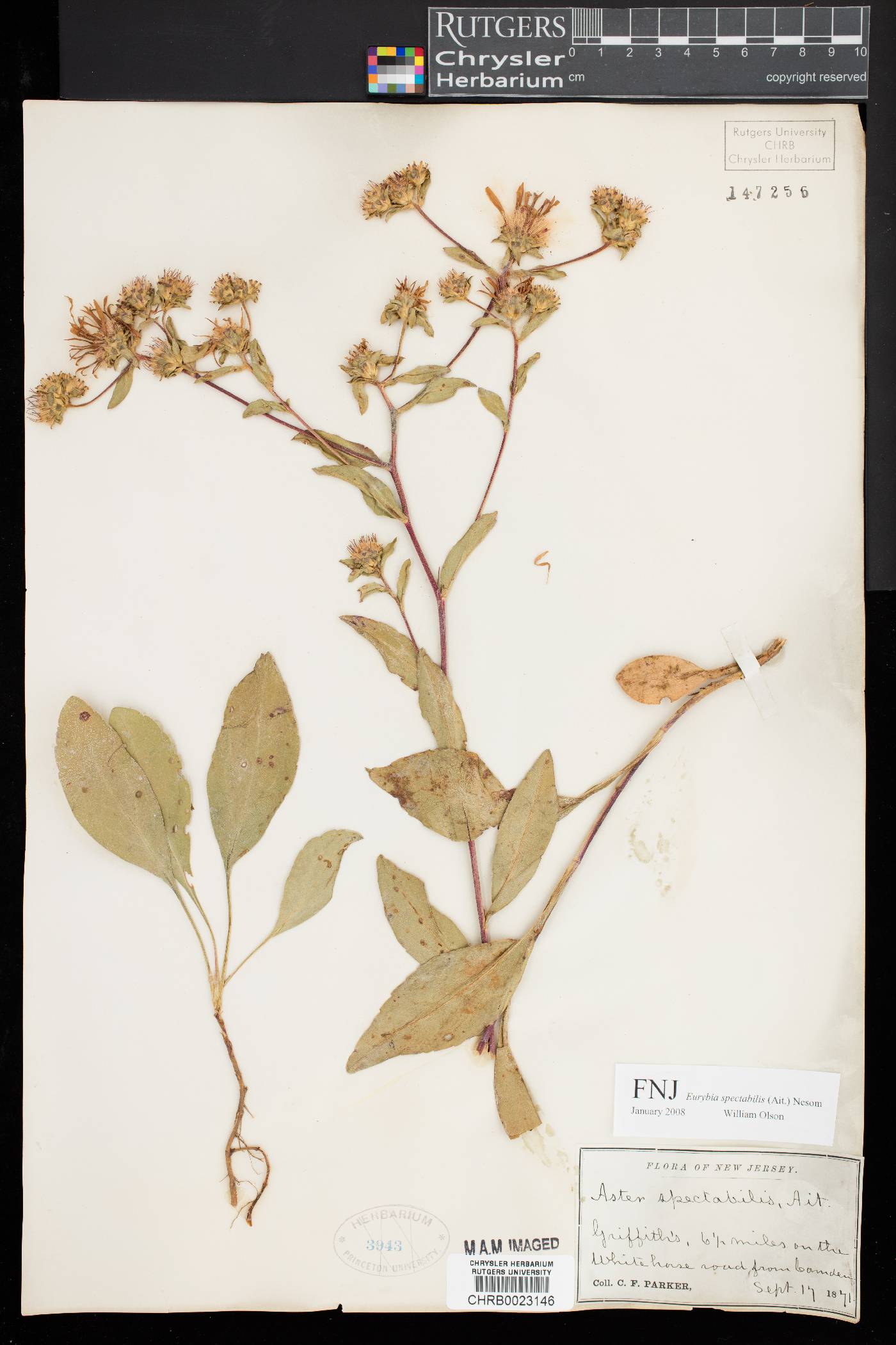 Eurybia spectabilis image