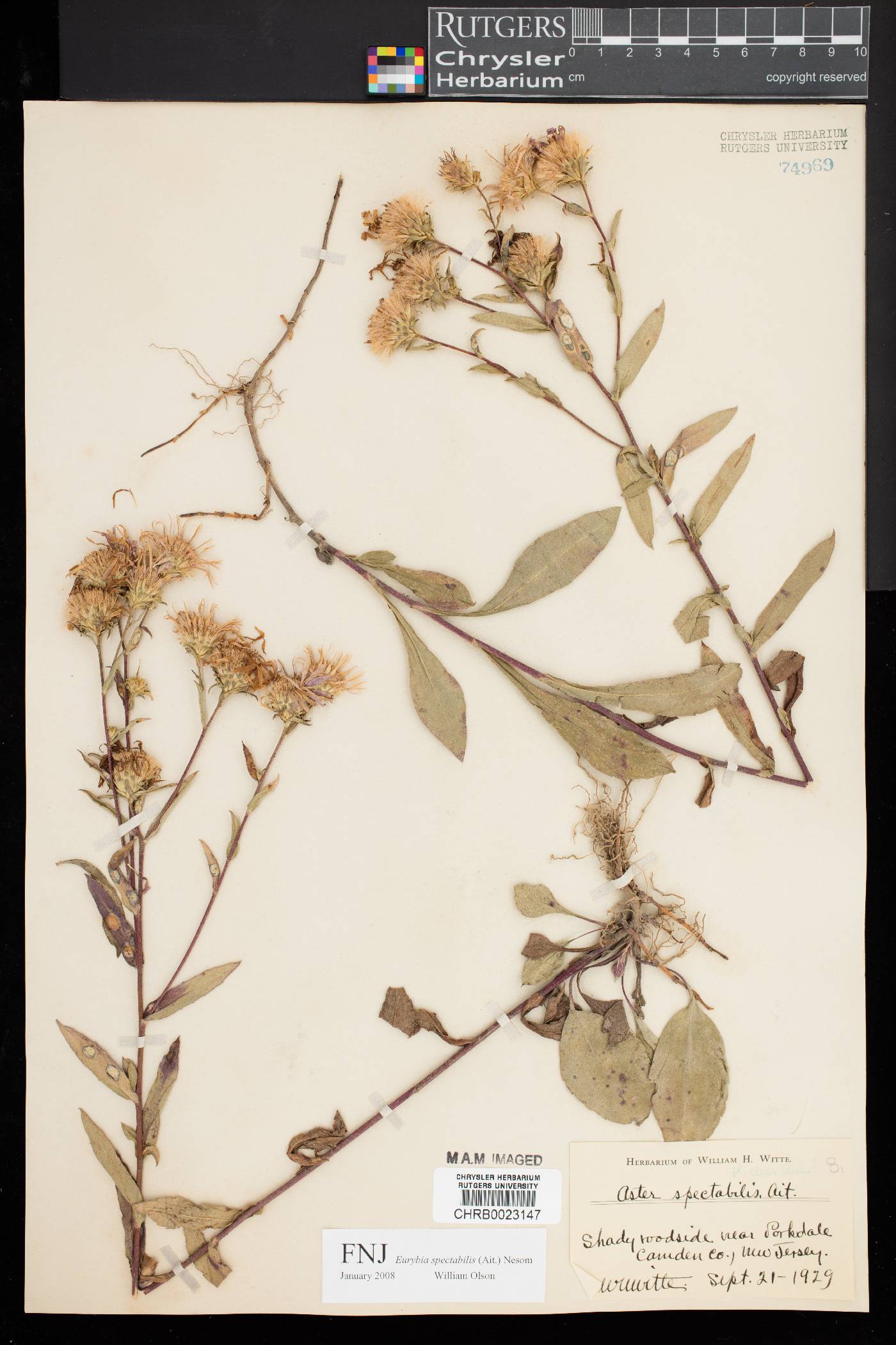 Eurybia spectabilis image