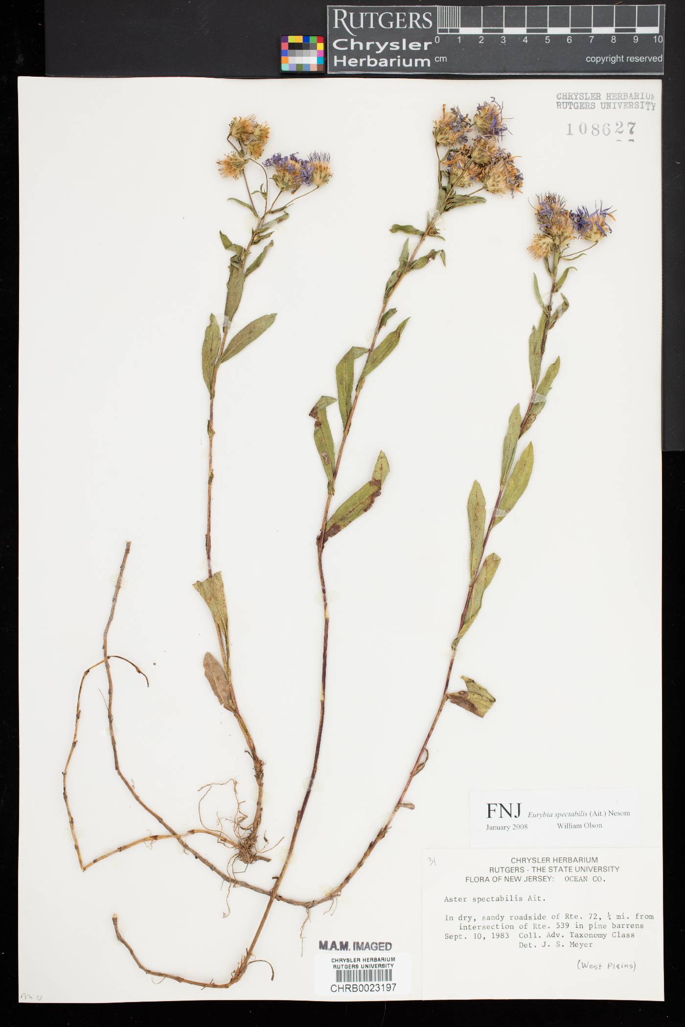 Eurybia spectabilis image