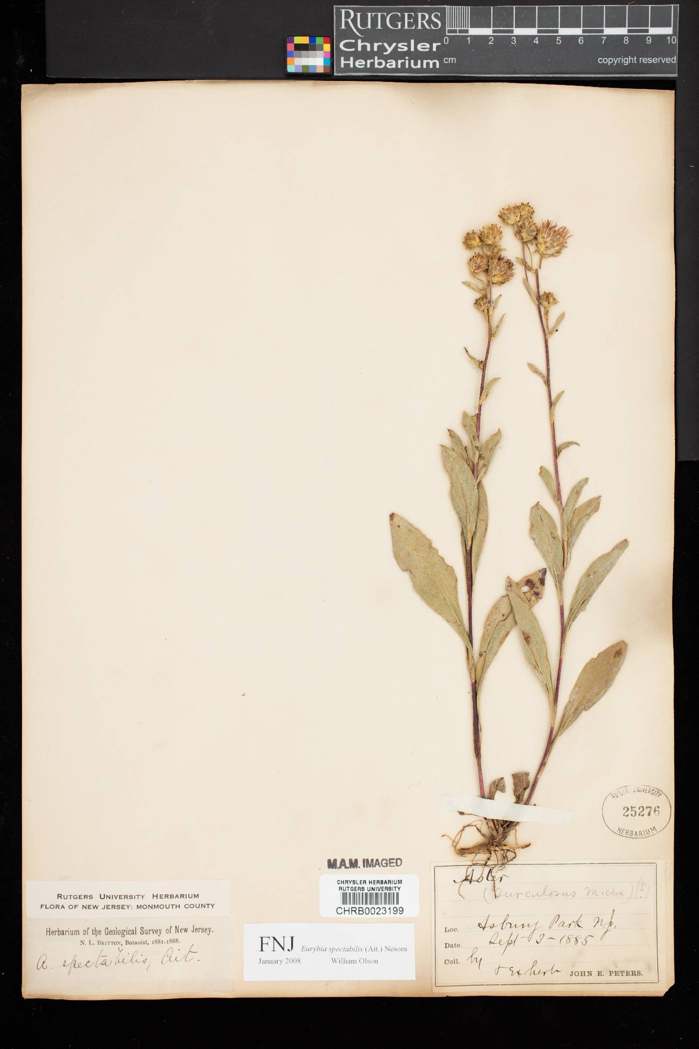 Eurybia spectabilis image