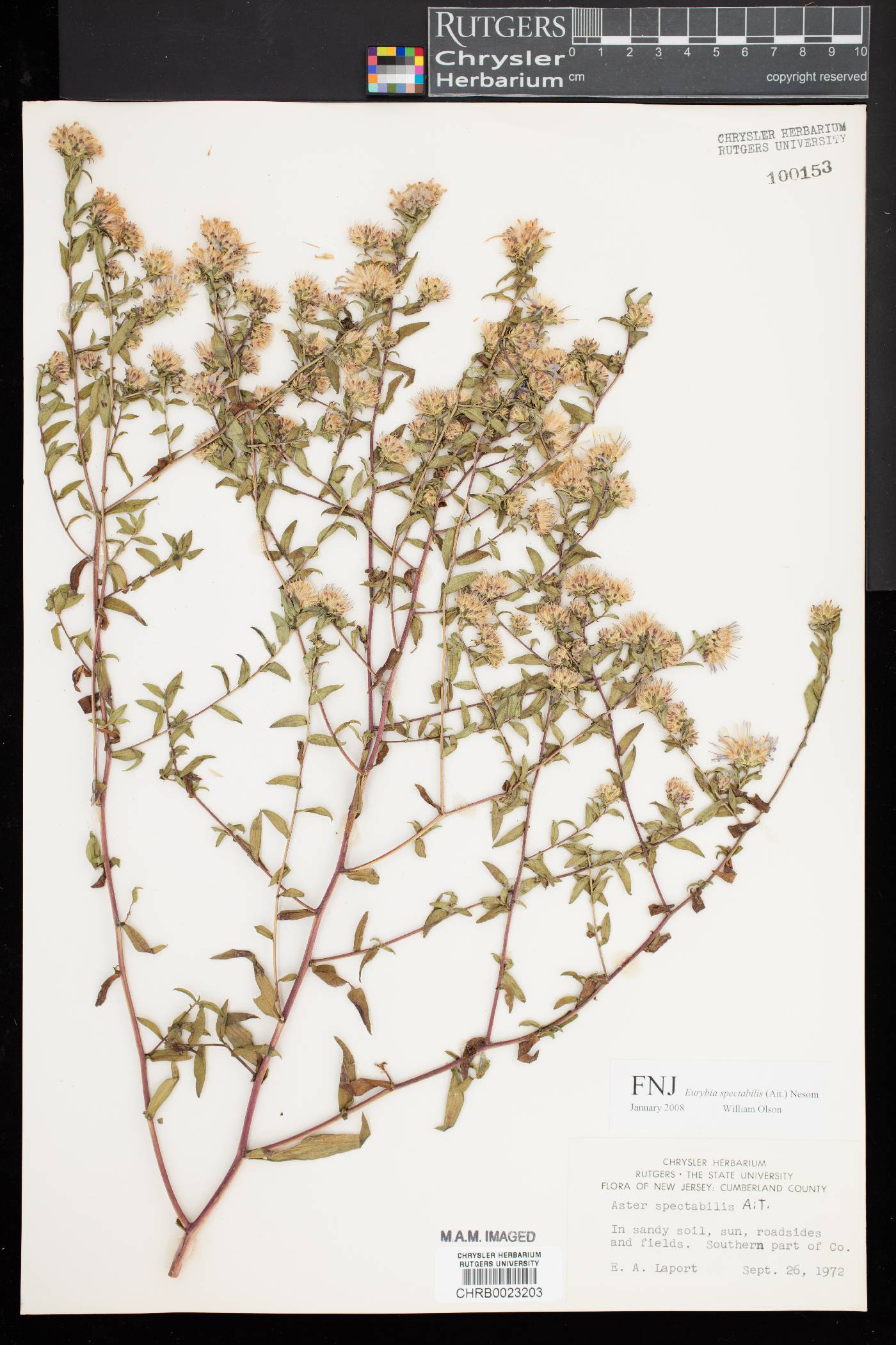 Eurybia spectabilis image