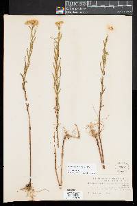 Euthamia galetorum image