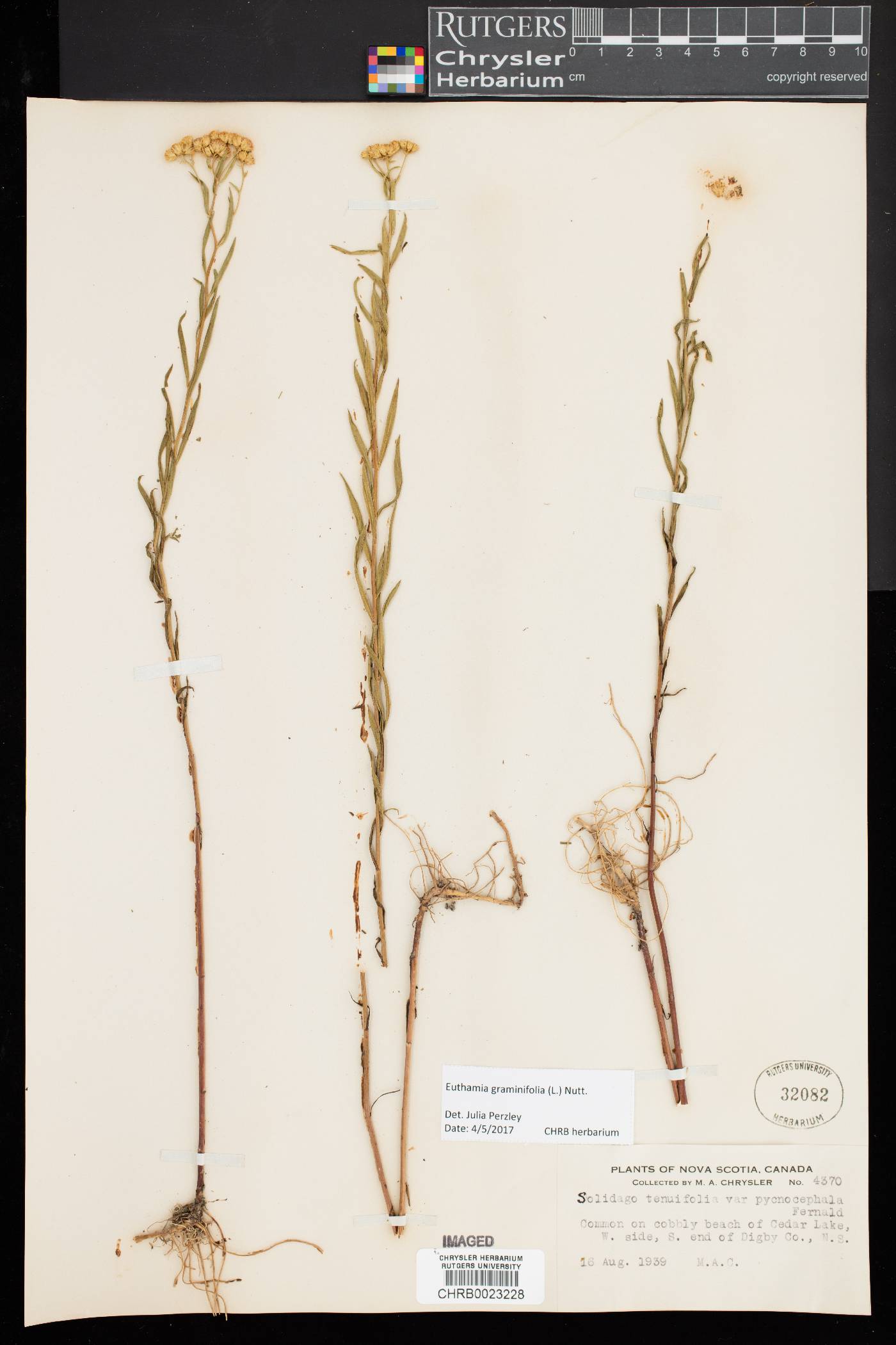 Euthamia galetorum image