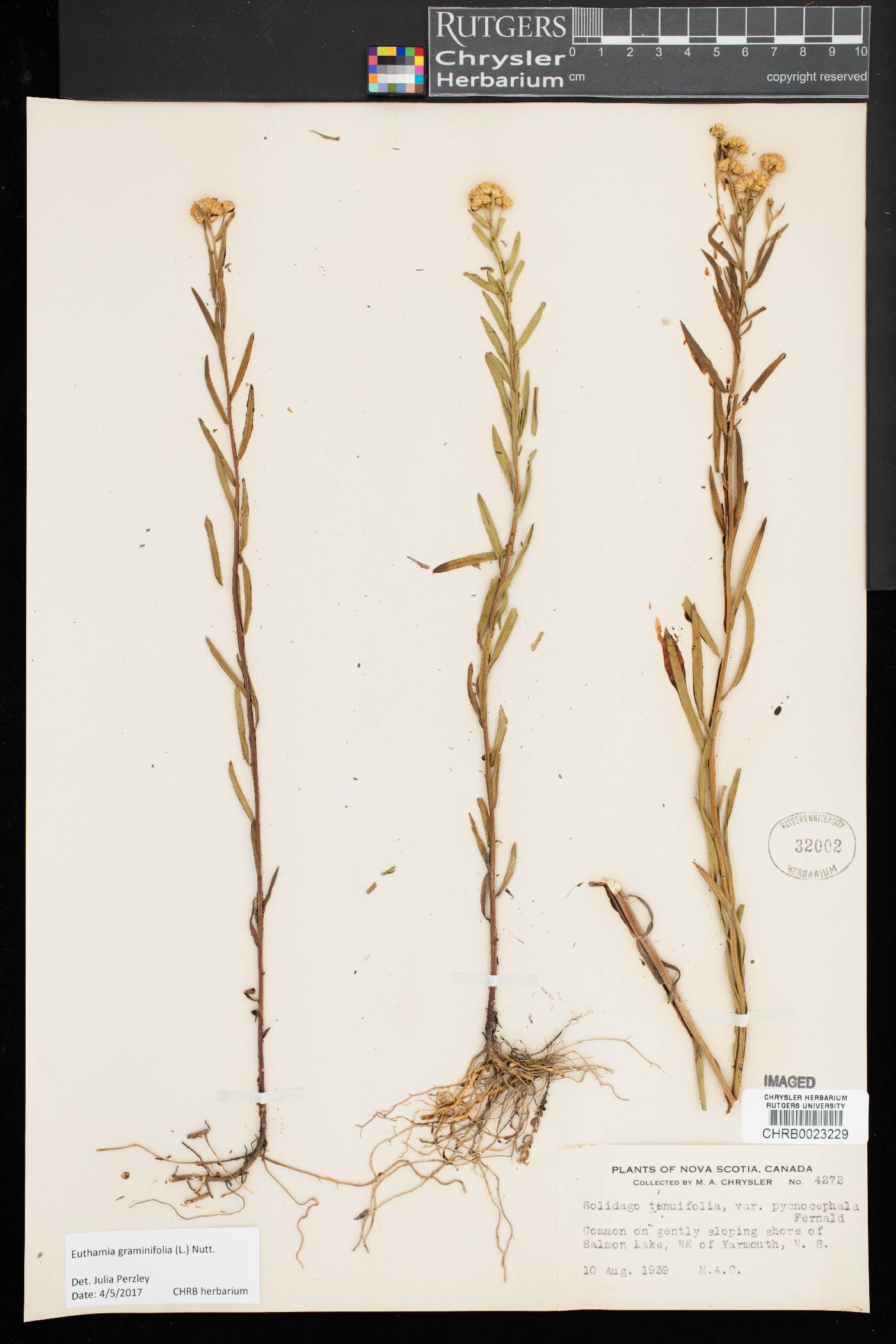 Euthamia galetorum image