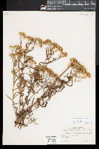 Euthamia lanceolata image