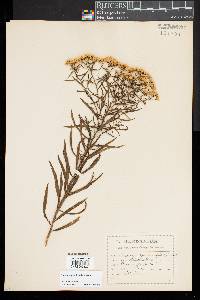 Euthamia lanceolata image