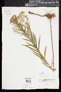 Euthamia lanceolata image