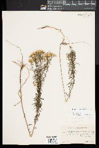 Euthamia caroliniana image
