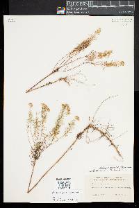 Euthamia caroliniana image