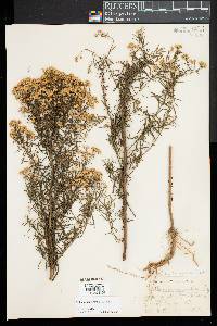 Euthamia caroliniana image