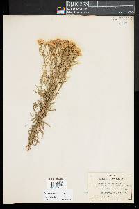 Euthamia caroliniana image