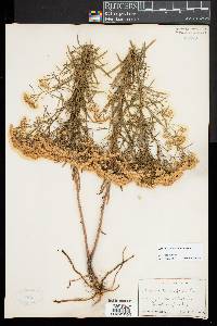 Euthamia caroliniana image