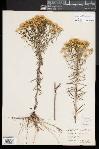 Euthamia caroliniana image