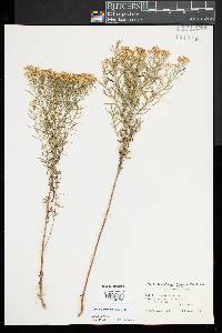 Euthamia caroliniana image