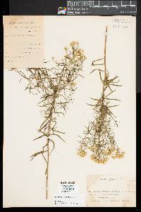 Euthamia caroliniana image