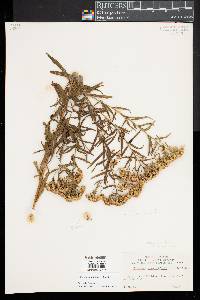 Euthamia lanceolata image