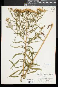 Euthamia lanceolata image