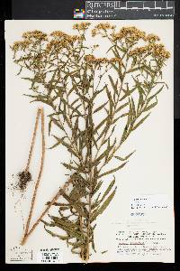 Euthamia lanceolata image