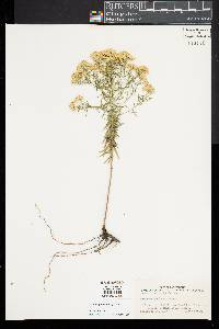 Euthamia caroliniana image