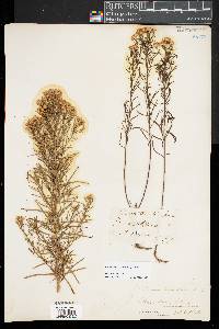 Euthamia caroliniana image