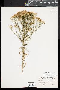 Euthamia caroliniana image