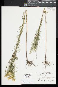 Euthamia caroliniana image