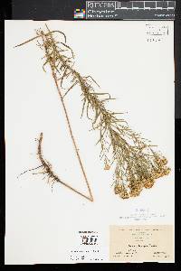 Euthamia caroliniana image