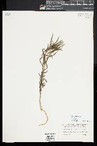 Euthamia caroliniana image