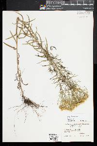 Euthamia caroliniana image