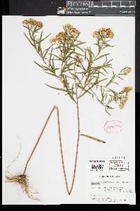 Euthamia lanceolata image