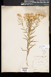 Euthamia lanceolata image